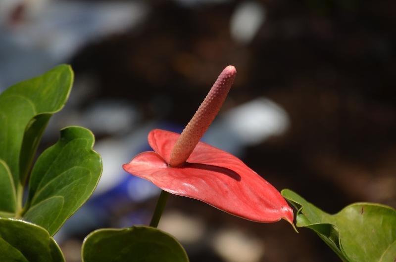 Hotel Aromax Del Campestre Medellín Eksteriør bilde